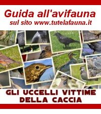 La guida prodotta dal sito www.tutelafauna.it: tutte le specie di uccelli, i loro habitat...