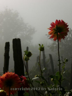 nebbia a ValleVegan: click per l'immagine ingrandita