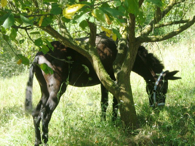 Carola nel ranch